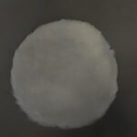 Boina De La Para Politriz Sp137-b2 Stanley N616375